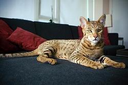 Ашера признана самой дорогой породой кошек в мире