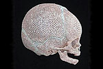 Драгоценный череп младенца от самого дорогого художника в мире