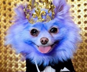 Стильная собака с фиолетовой шерстью за свой имидж заработала &#163;6 тысяч и ошейник с кристаллами Swarovski