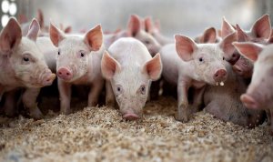 Испанская пятизвездочная ферма для свиней: $70 с «рыла» за одно место